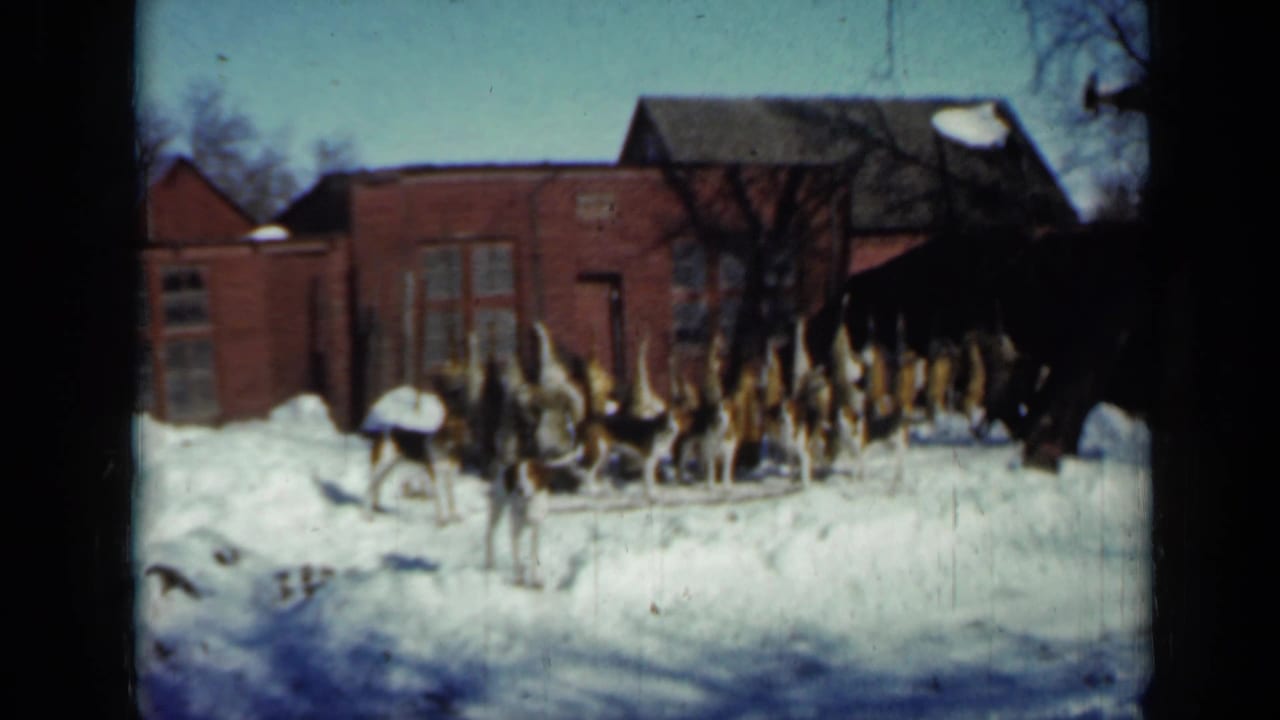 The pack of hounds remains gathered in the snow while a man moves toward them outside a Minnesota brick outbuilding.