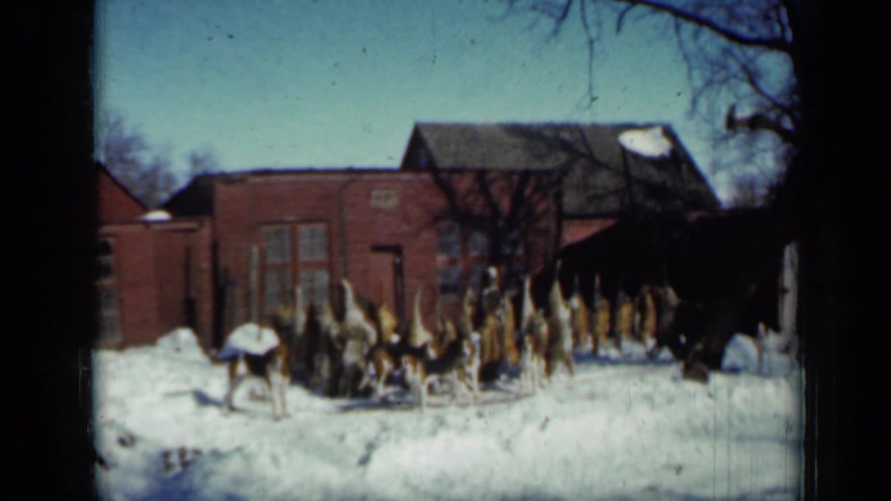 Hunting dogs stand near hanging pelts in a snowy yard outside a red brick house.