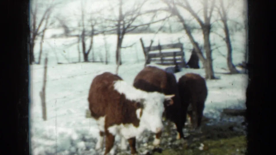 Three hounds stand in a snowy rural Minnesota yard, with bare trees and a wooden bench visible in the background.