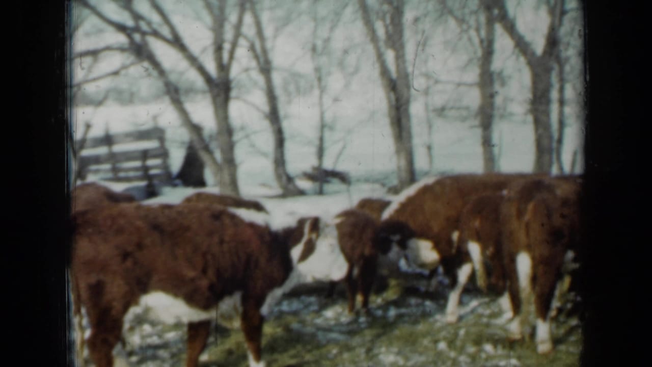 1958 Minnesota home-movie frame of cows grazing or feeding in snow, with a fence and bare winter trees in the background.