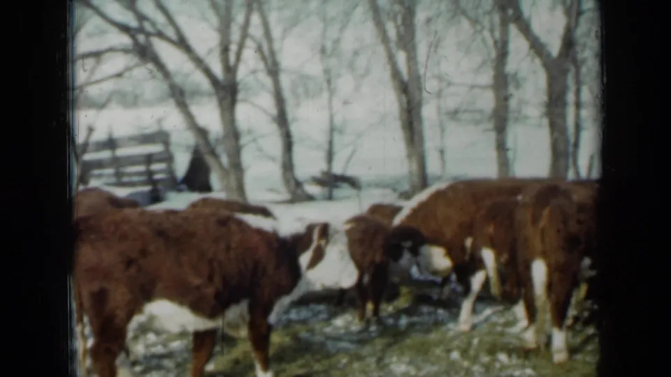 1958 Minnesota home-movie frame of cows grazing or feeding in snow, with a fence and bare winter trees in the background.