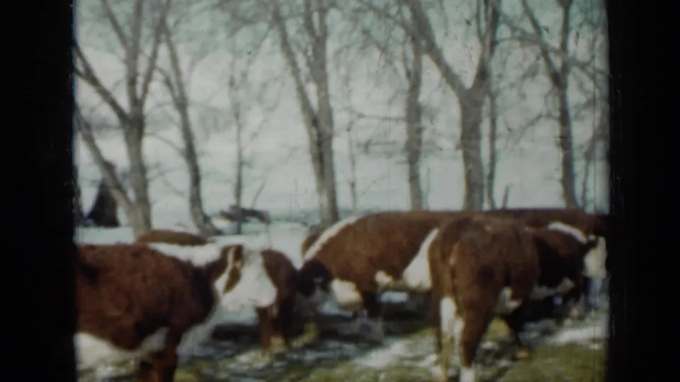 1958 Minnesota 8mm frame showing a small group of brown and white cows clustered in a snowy field.