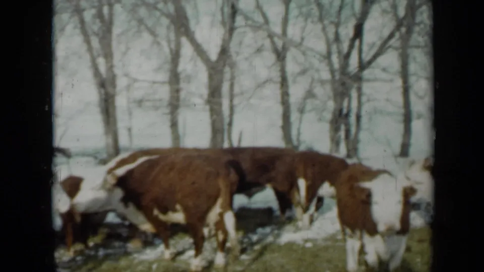 1958 Minnesota home-movie frame of cows crossing and feeding in a snowy pasture with leafless trees beyond.
