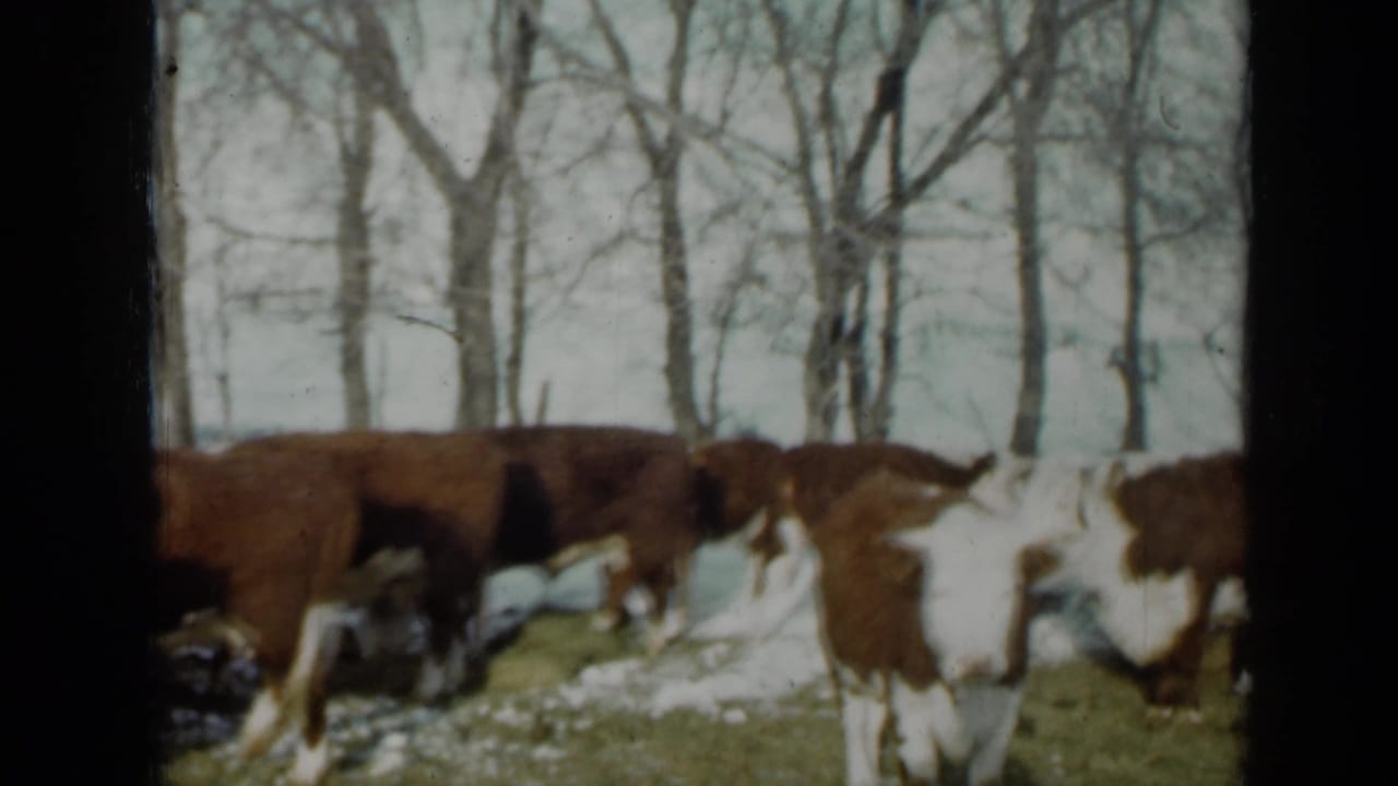 Hereford cattle graze among patchy snow and winter grass near leafless trees.