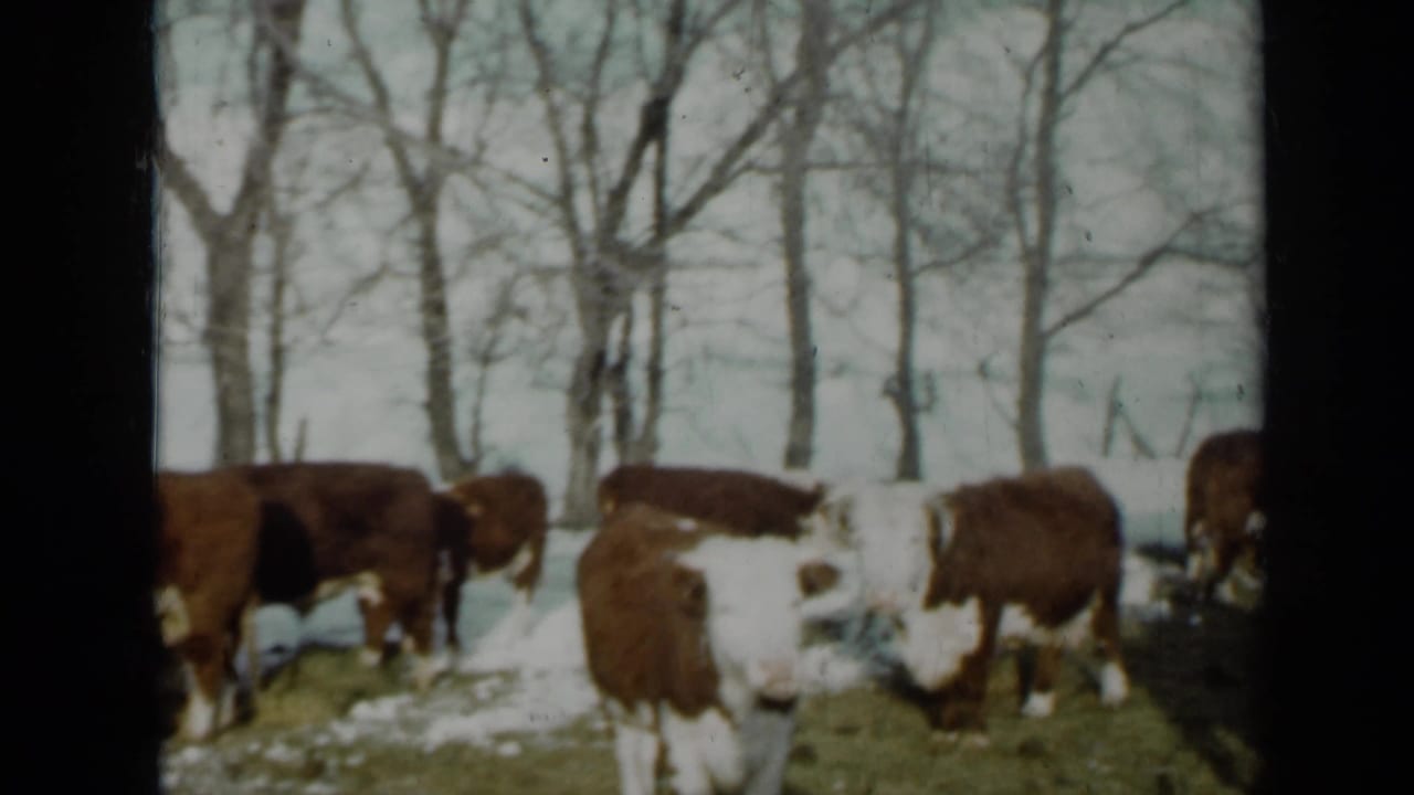 A winter Minnesota farm scene shows Hereford cattle moving slowly through snow and grass, with bare trees in the background.
