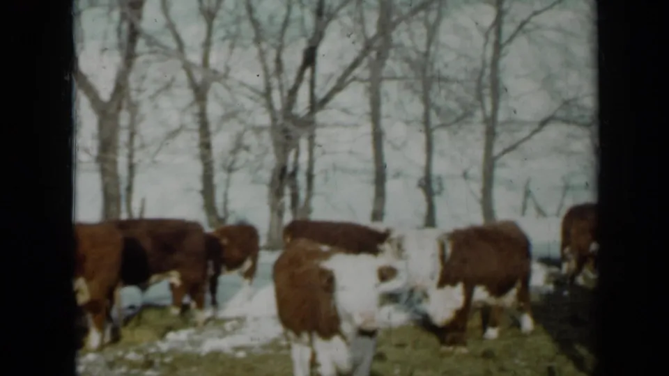 A winter Minnesota farm scene shows Hereford cattle moving slowly through snow and grass, with bare trees in the background.