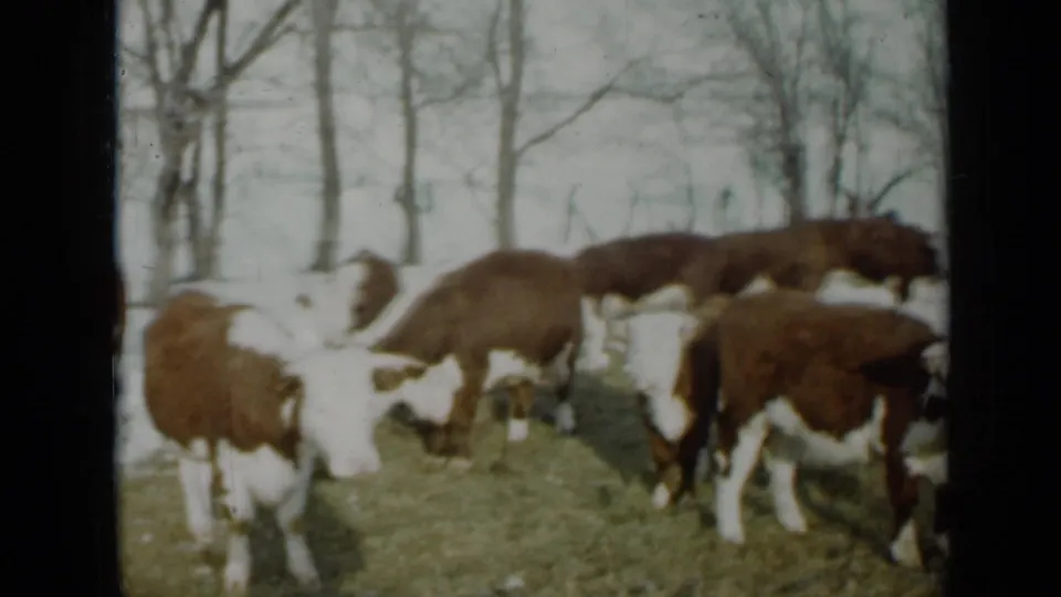 Hereford cattle feed in a patchy snow-covered Minnesota field, captured with soft 8mm grain and muted winter color.