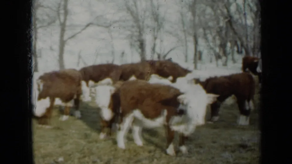 Brown and white cattle continue grazing in a snowy Minnesota pasture, framed by leafless trees and visible 8mm film borders.