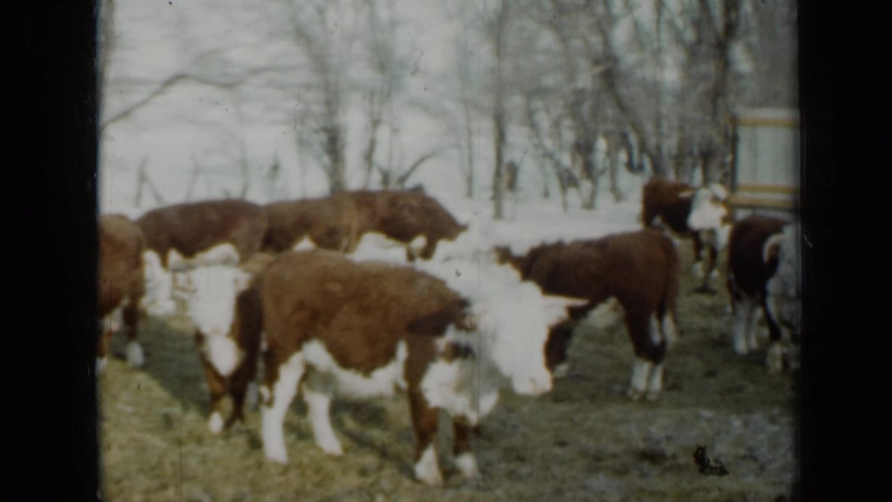 Brown and white cattle stand in a snowy field with bare trees behind them.