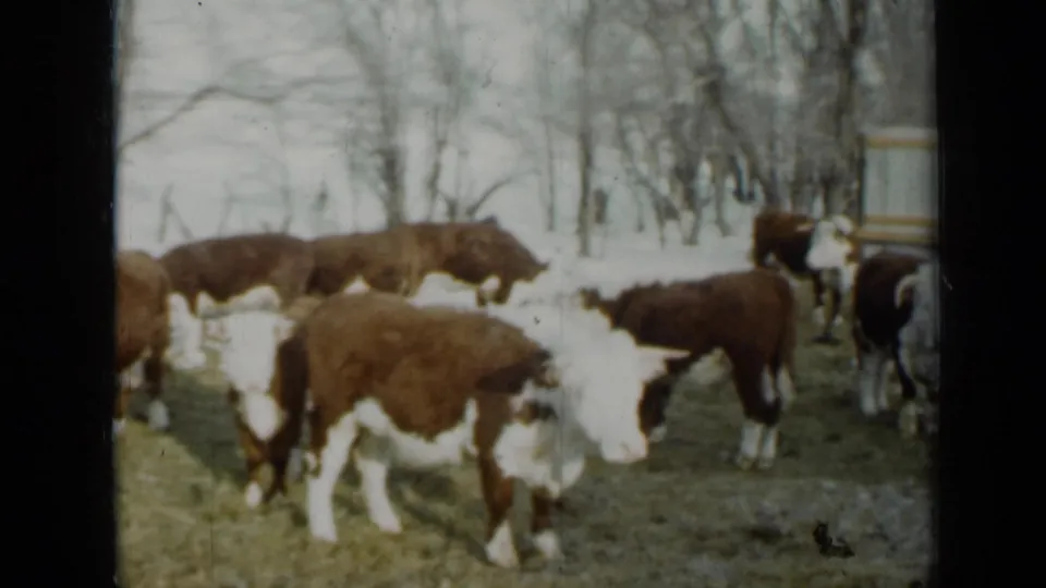 1958 Minnesota 8mm frame showing brown and white cattle gathered on patchy snow and grass near bare winter trees.