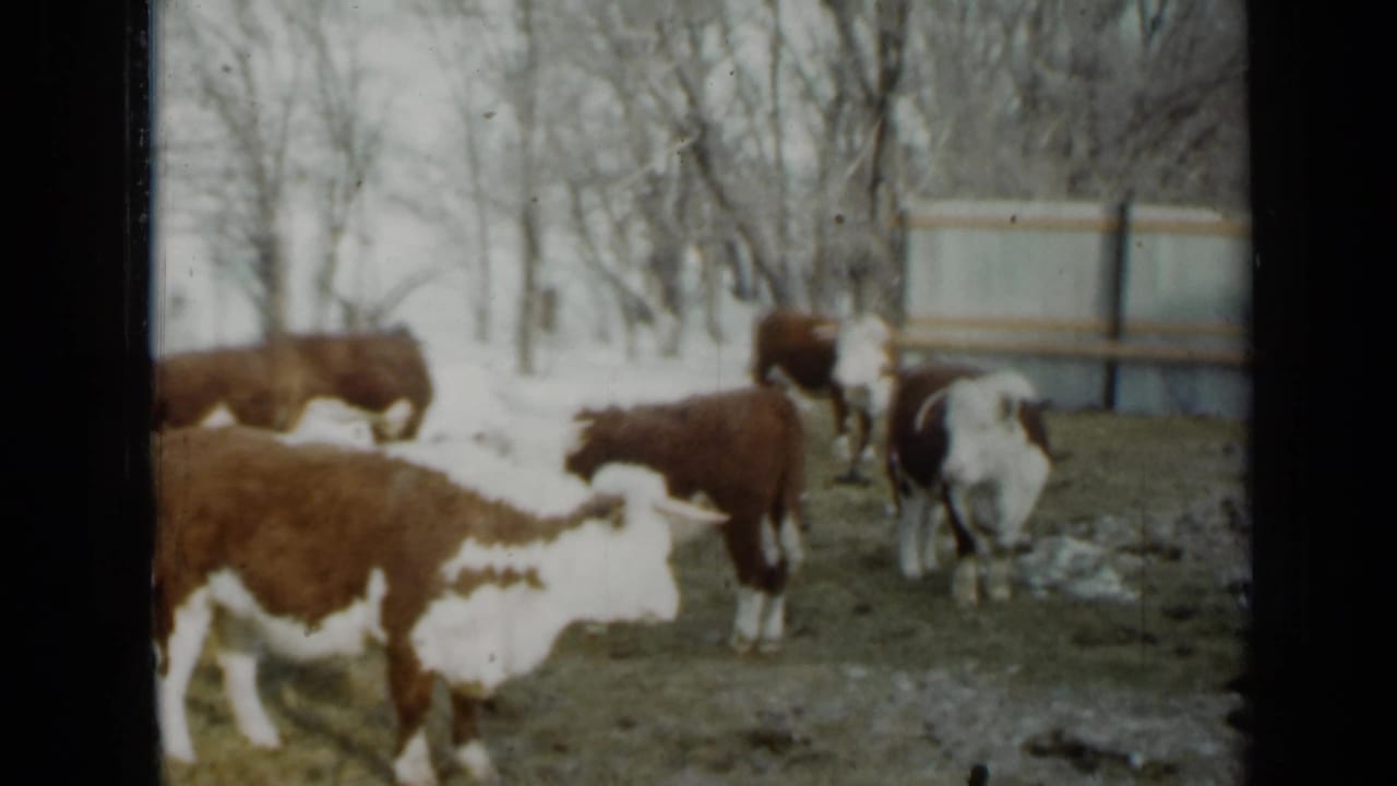 1958 Minnesota home-movie frame of cattle near patchy snow, bare trees, and a simple fence or pen structure.