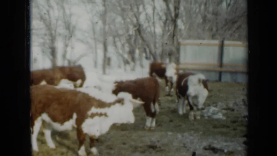 1958 Minnesota home-movie frame of cattle near patchy snow, bare trees, and a simple fence or pen structure.