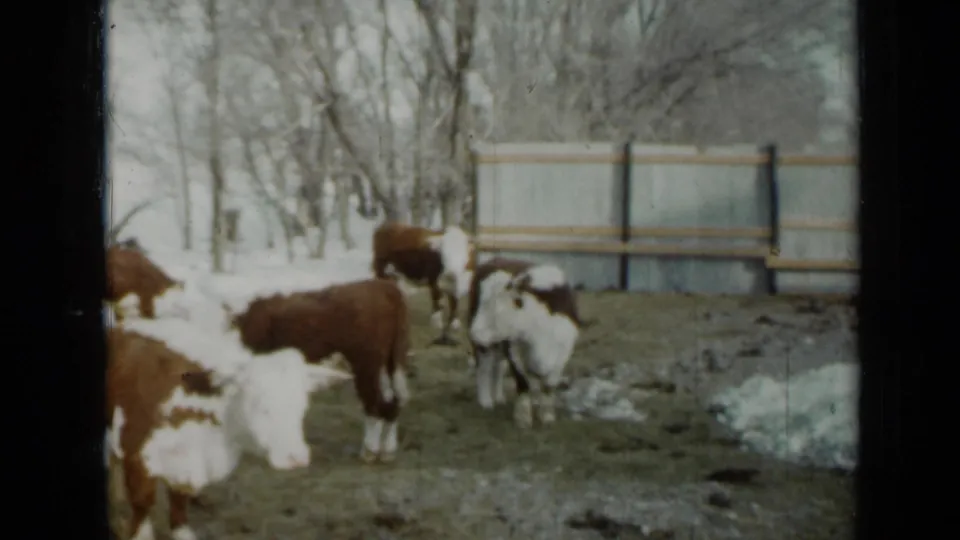 Brown and white cattle in a 1958 Minnesota 8mm frame, standing on wet grass and snow near a fence and leafless trees.