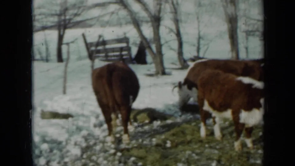 1958 Minnesota 8mm frame showing cattle from behind and side near patchy snow, bare trees, and a simple farm fence.