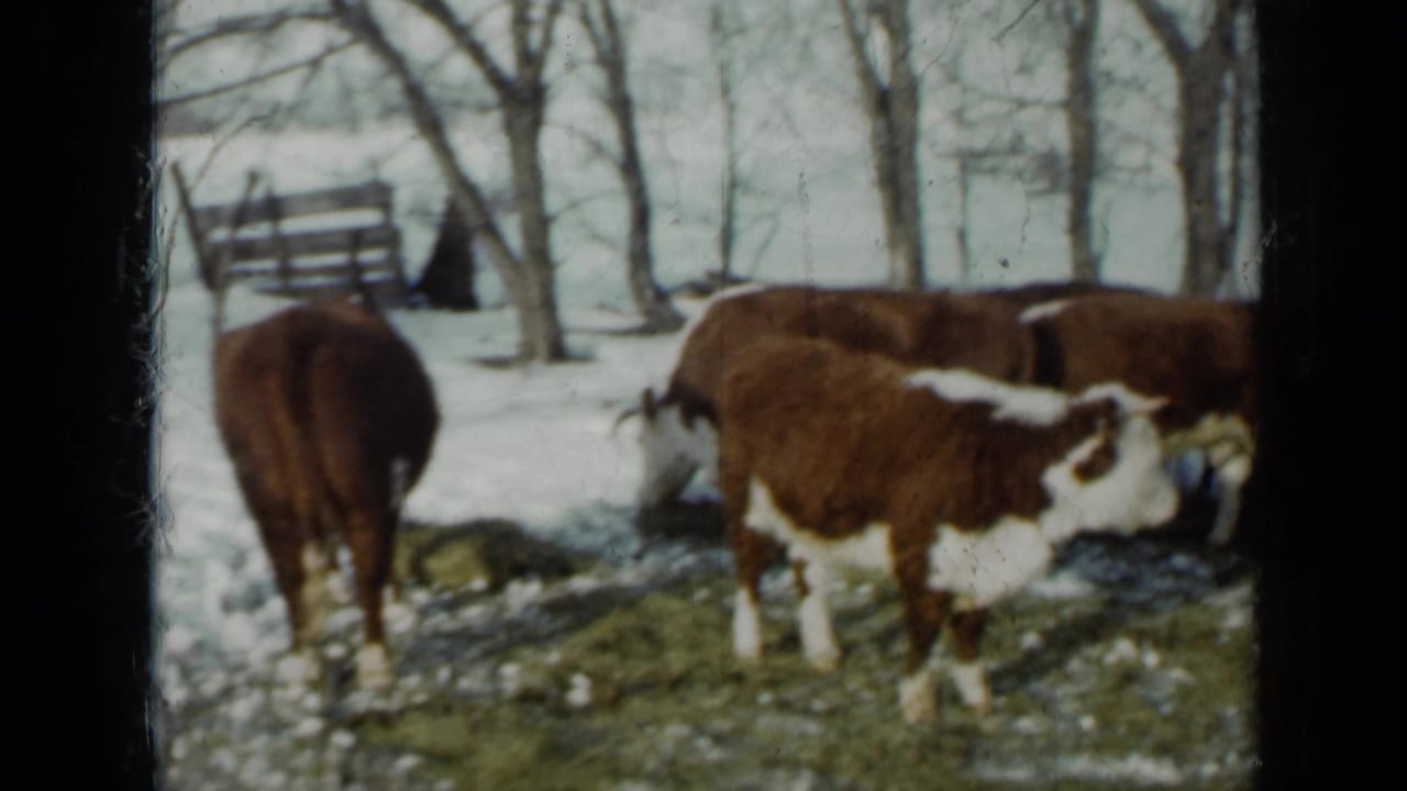 Hereford cattle stand on patchy grass and melting snow near bare trees.