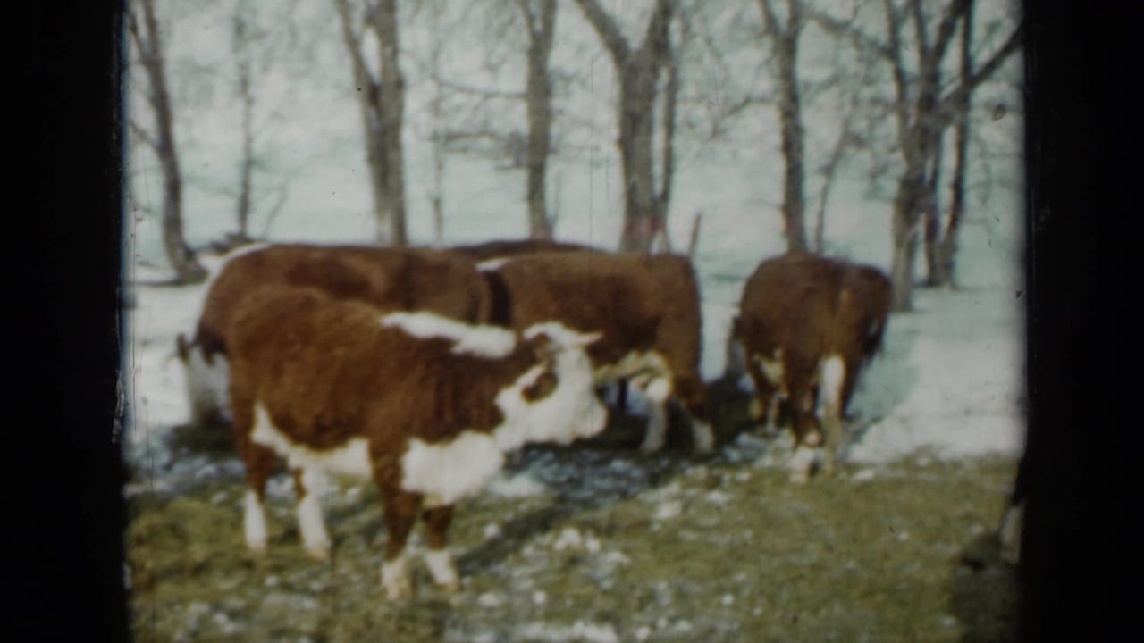 1958 Minnesota home-movie frame with Hereford cattle grazing slowly in a snowy rural field under bare winter trees.
