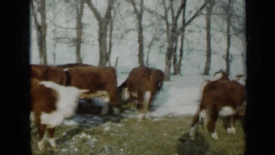 1958 Minnesota 8mm frame showing cattle crossing a patchy thawing pasture with snow, grass, and bare trees visible.