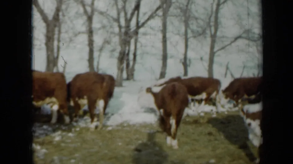1958 Minnesota home-movie frame of Hereford cattle spread across a thawing pasture with bare trees and soft 8mm texture.