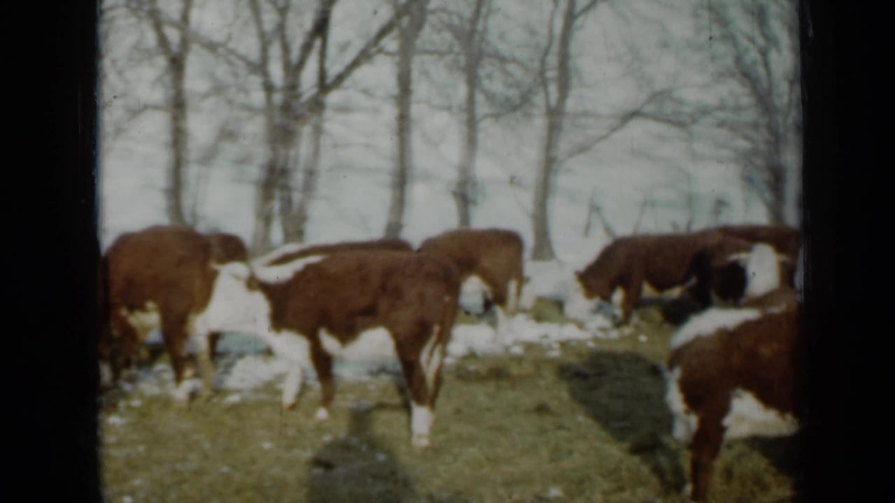 Hereford cattle graze in a snowy field with bare trees behind them.