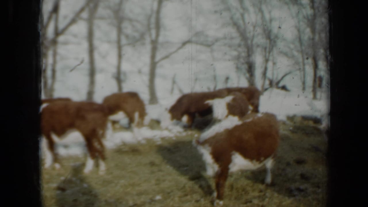 A 1958 Minnesota pasture scene with brown and white cattle grazing slowly in patchy snow near bare trees.