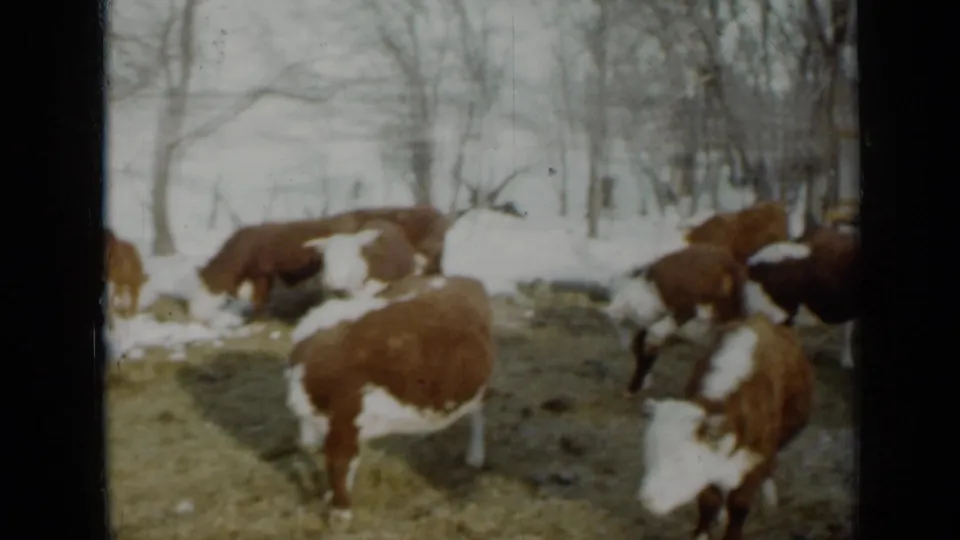 Brown and white cattle fill the foreground and midground of a snowy Minnesota pasture in 1958 home-movie footage.