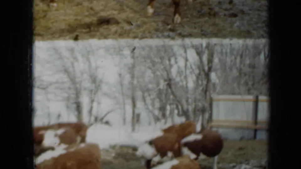 A 1958 Minnesota frame shows Hereford cattle grazing near patchy snow, bare trees, and a simple fence or gate.