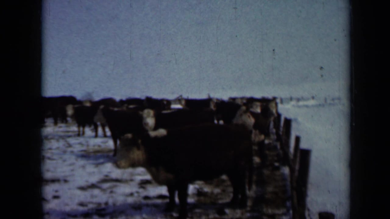 1958 Minnesota farm scene with black and white cows gathered in a snowy field near a wooden fence line.