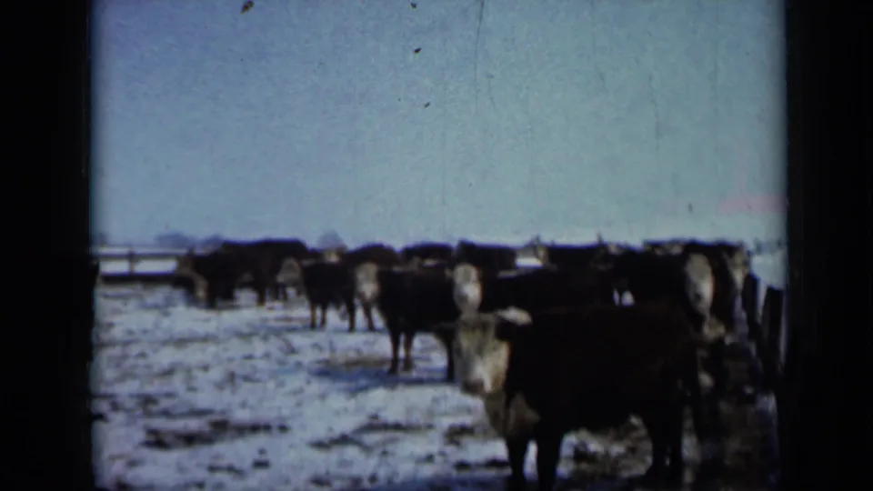 1958 Minnesota home-movie frame of cattle standing in a snowy farm field, with one cow close to the camera.