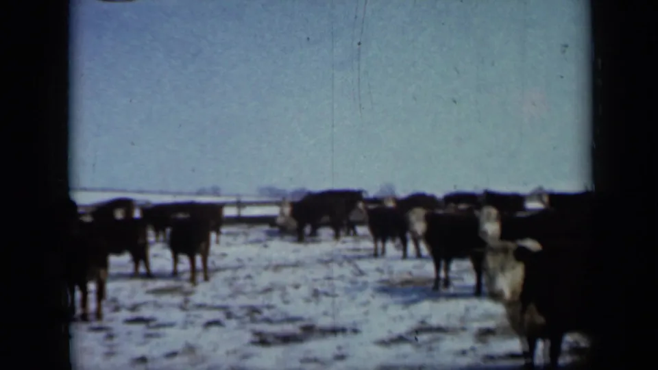 1958 Minnesota winter farm view with cattle dispersed across a snow-dusted field and a fence line on the horizon.