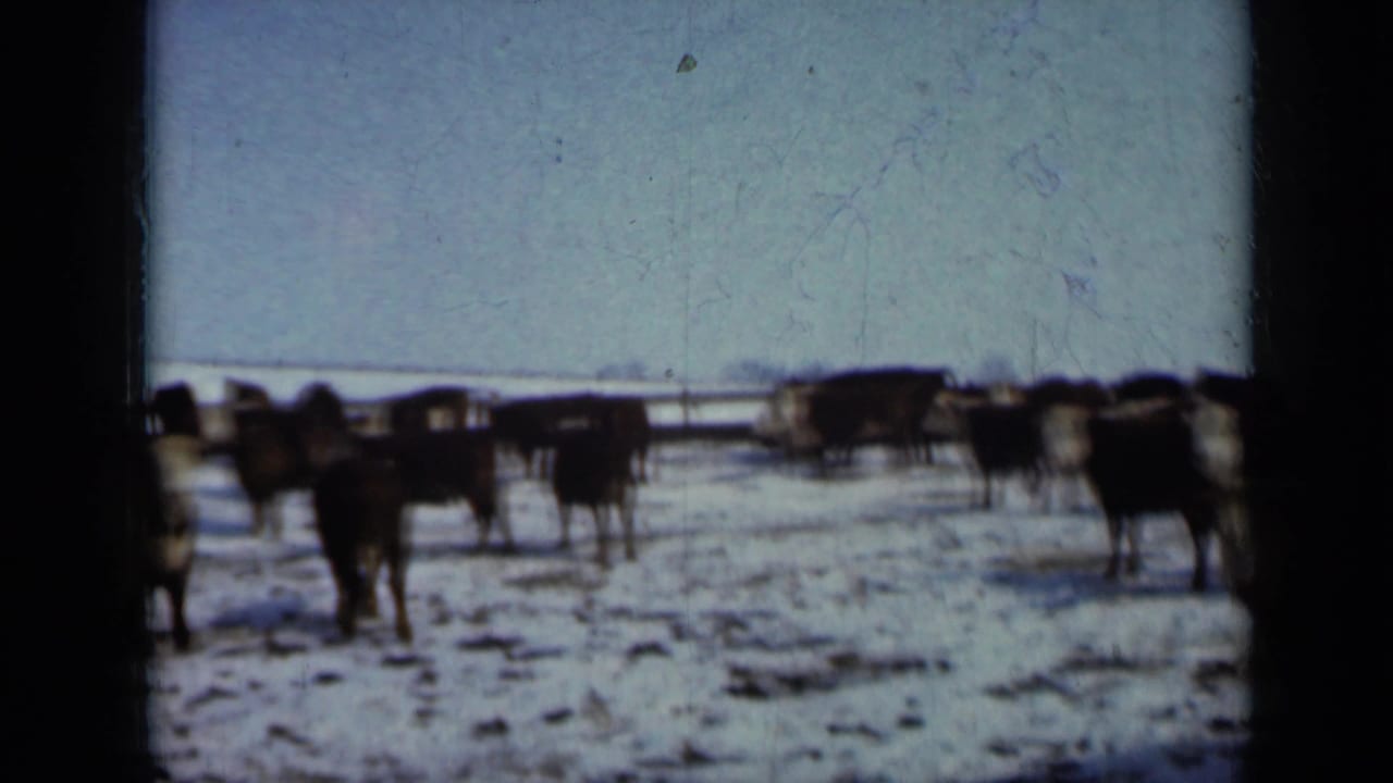 Cattle stand scattered across a snowy winter field under a pale sky.
