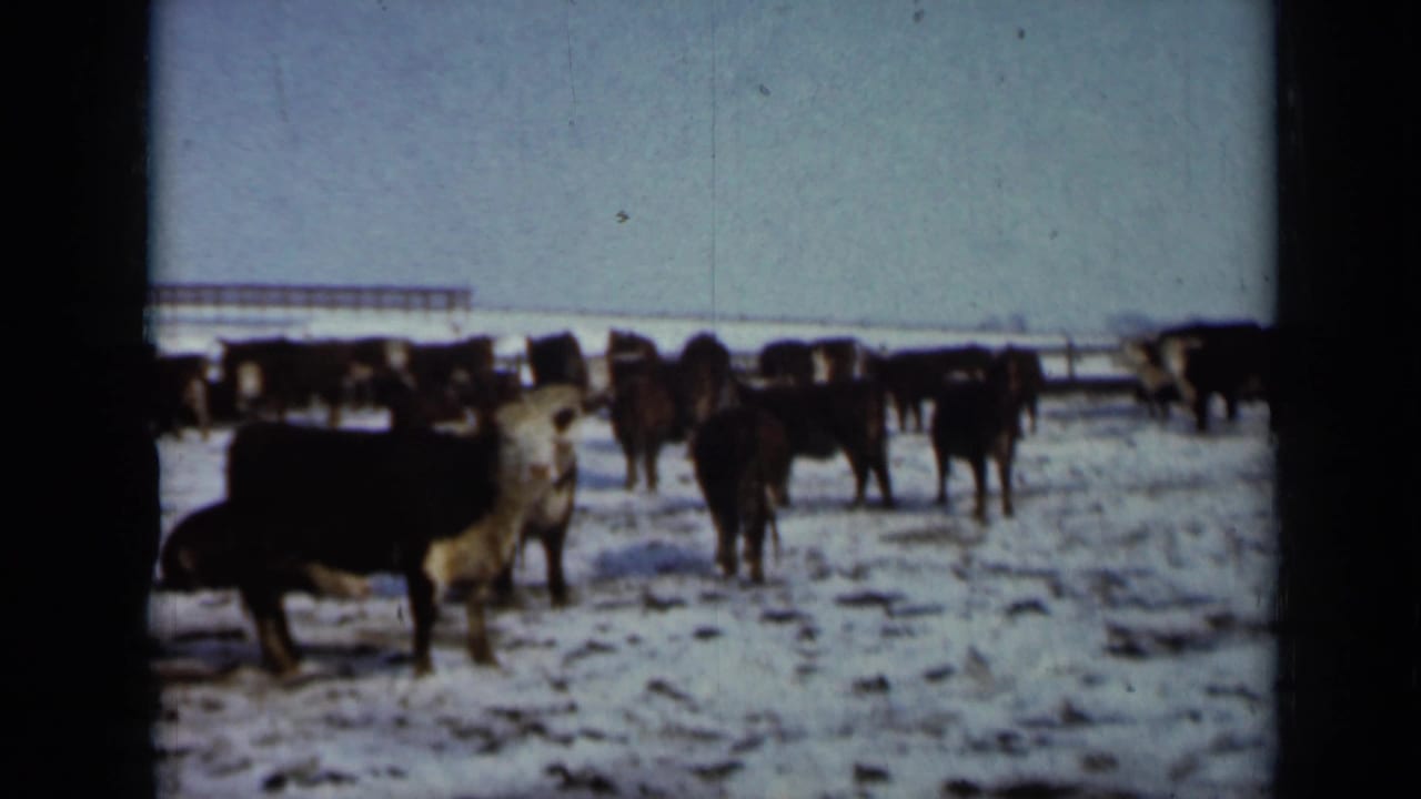 1958 Minnesota home-movie frame of cattle gathered in a snowy pasture, with a low fence and farm structure behind them.