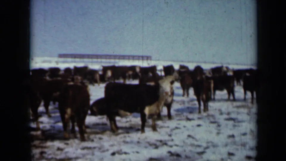 1958 Minnesota 8mm frame showing cattle clustered on patchy snow, with winter pasture and distant fencing visible.