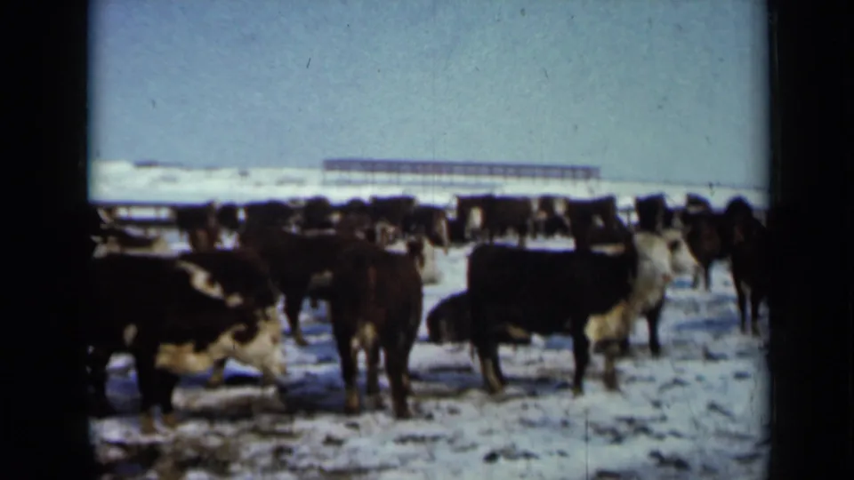 1958 Minnesota home-movie frame of black and white cattle in a snowy field beneath a pale winter sky.