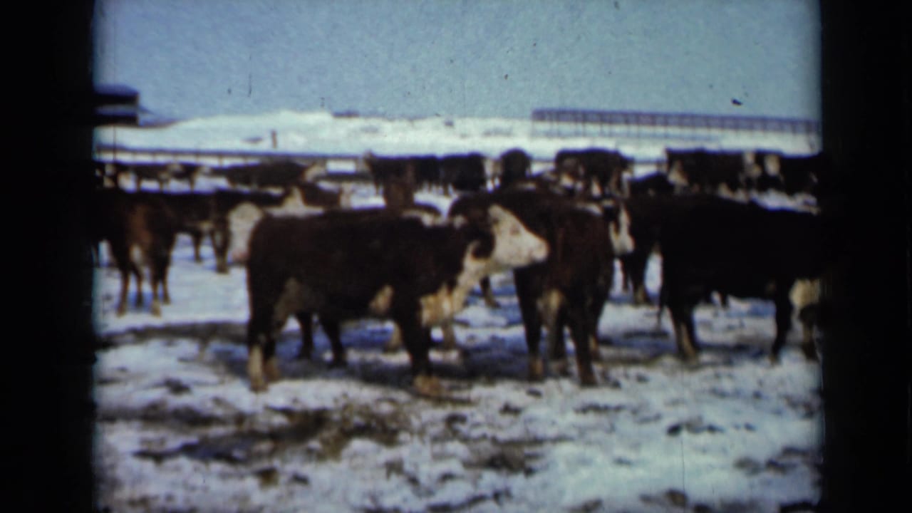 Brown and white cattle stand in a snowy farm yard with low buildings in the background.