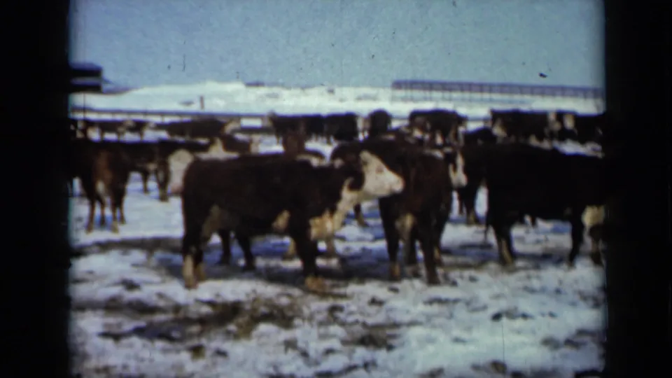 Brown and white cattle stand on snow-covered ground in a Minnesota farm setting, captured in soft 1958 8mm color footage.