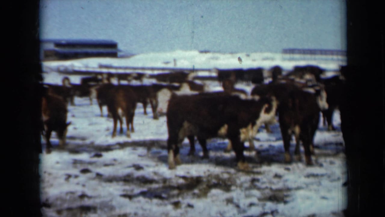 Cattle gather in a snowy field with a farm building and fencing behind them.