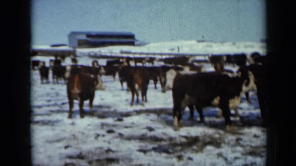 Several brown and white cattle are spread across a snowy Minnesota farm yard, with one larger animal closer to the camera in 1958 home-movie footage.