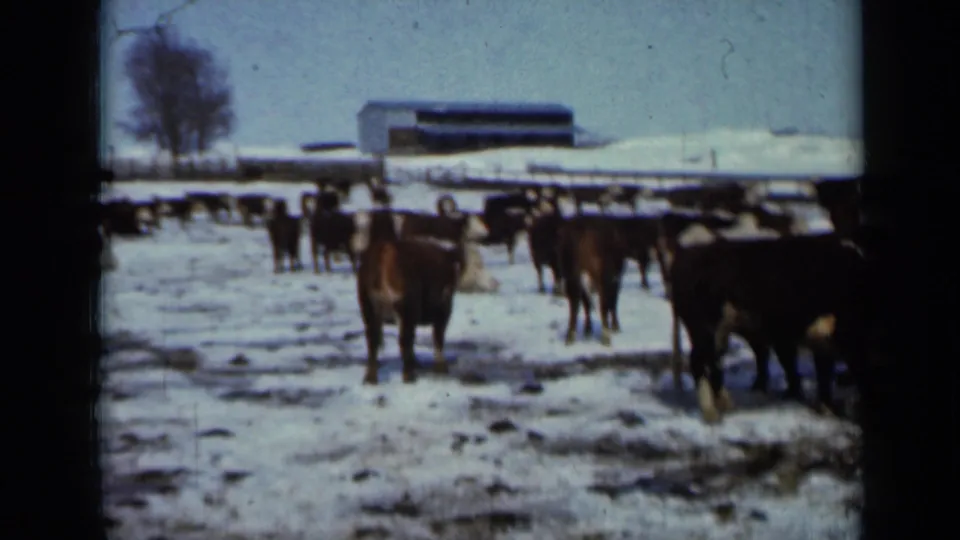 Cattle remain in a snow-covered Minnesota farm field, with low buildings and a bare tree visible in soft 1958 8mm footage.
