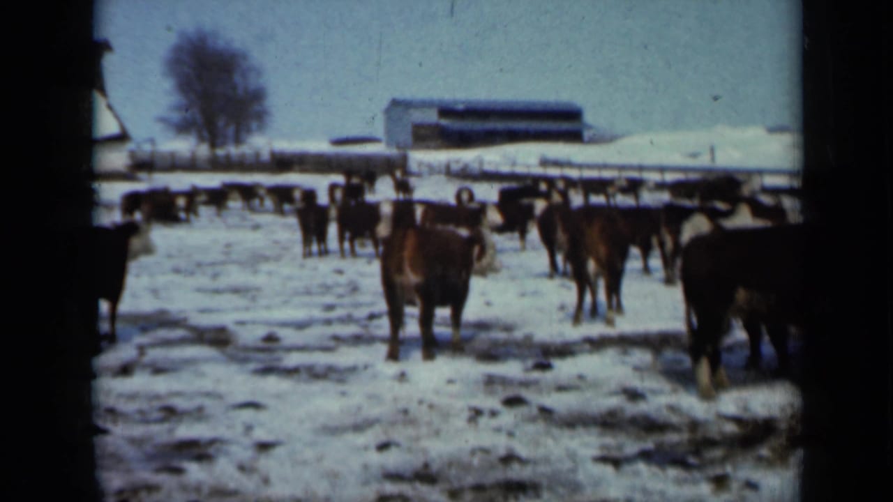 Cattle stand in a snowy pasture with farm buildings and a bare tree in the background.