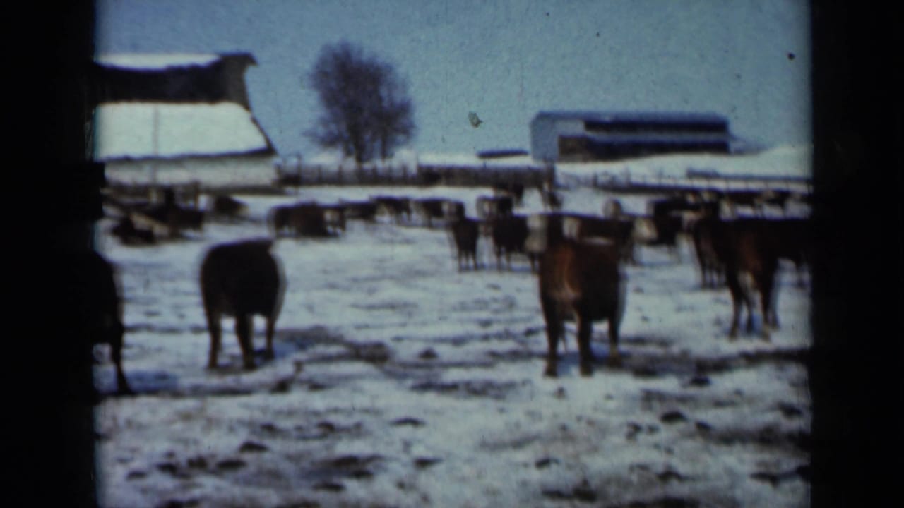 Cattle stand and slowly move in a snowy Minnesota pasture, with barn roofs and fencing visible behind them.