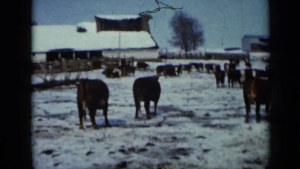 1958 rural Minnesota frame with cattle in the foreground, a snow-covered barn, fencing, and a leafless tree behind them.