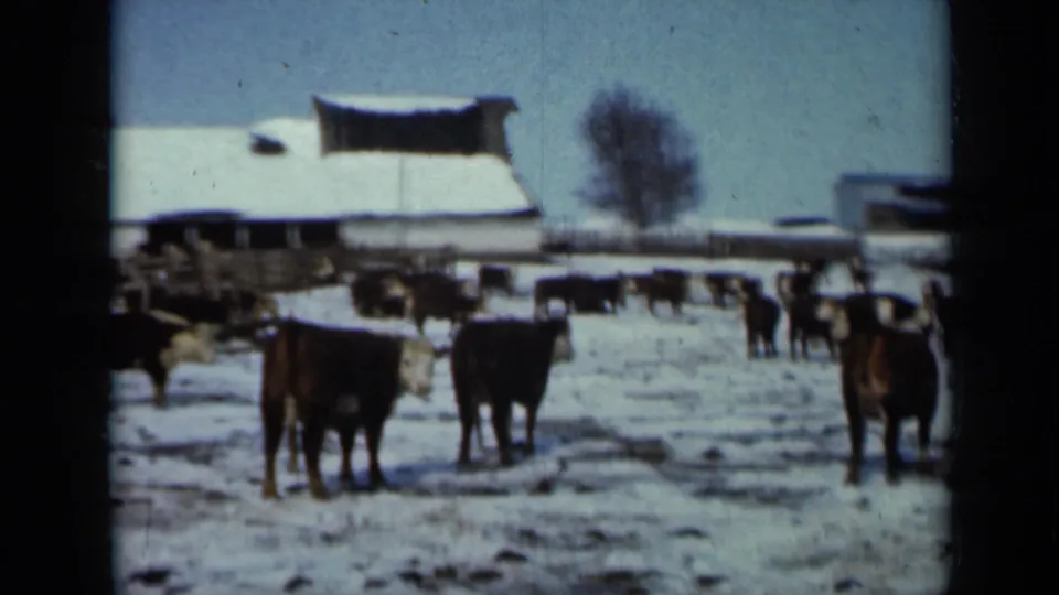 Snowy 1958 Minnesota farm scene with cattle near fencing, barn-like buildings, and a bare winter tree under blue sky.