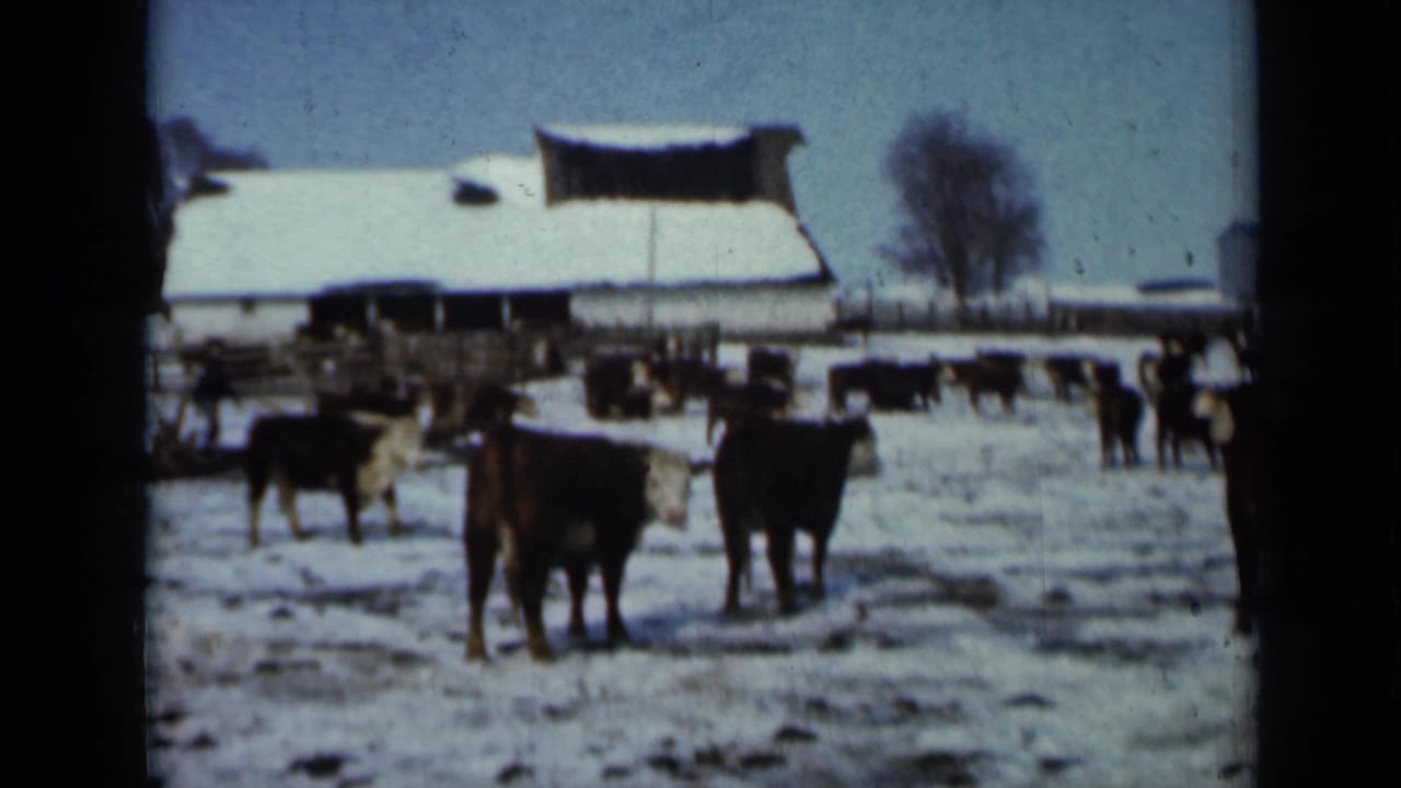 Cows stand in a snowy pasture with a barn and bare trees behind them.