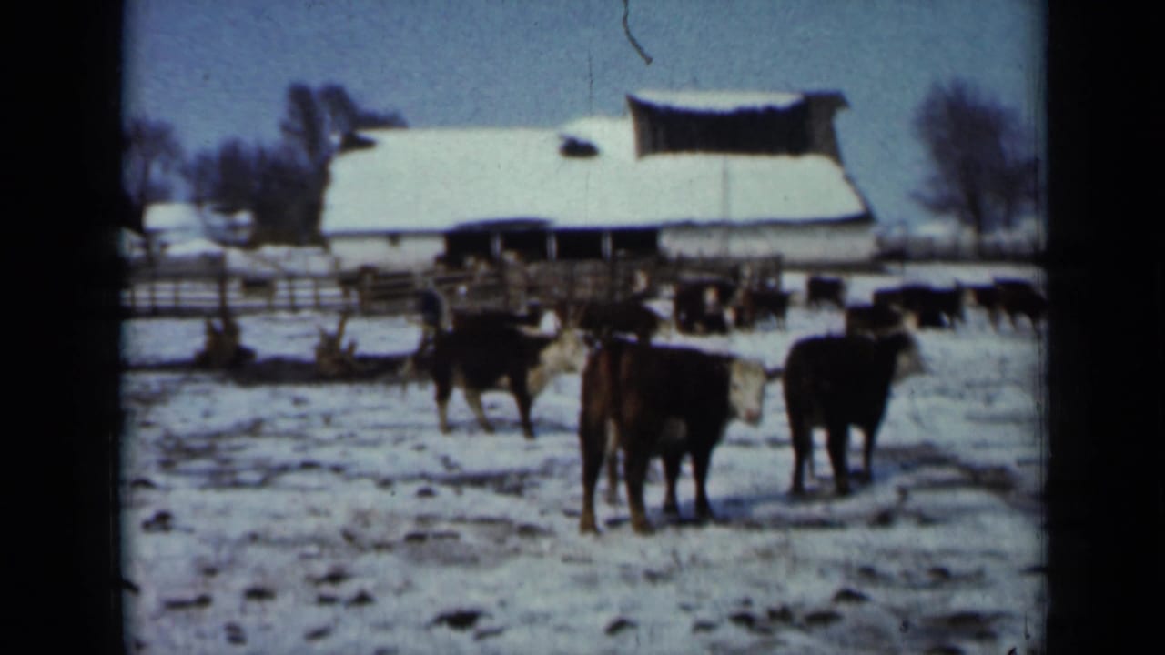 1958 Minnesota farm scene with dark cattle and a white-faced cow in a snowy field near a barn and rail fence.