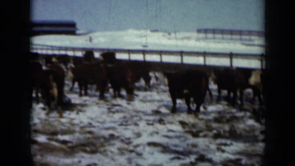 Snowy Minnesota farm footage from 1958 showing cattle clustered near a fence, with barn rooflines beyond.