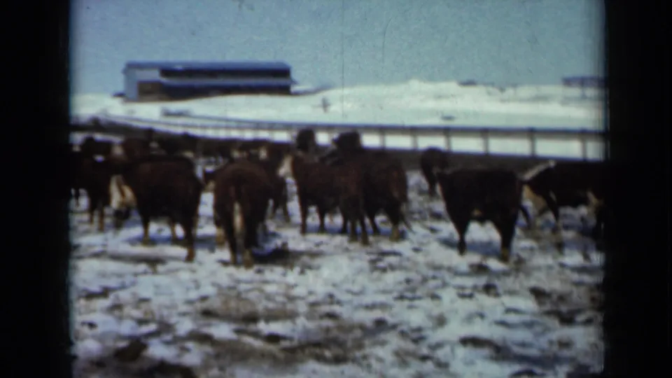 1958 Minnesota 8mm still of cattle in a winter pasture, with fencing and snow-covered farm structures in the background.