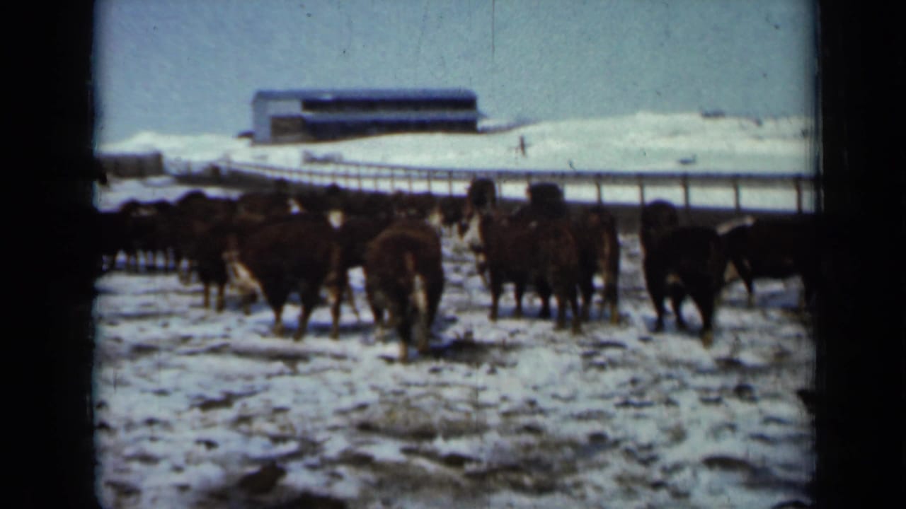 Cattle walk across a snowy farm field with a barn and fence in the background.