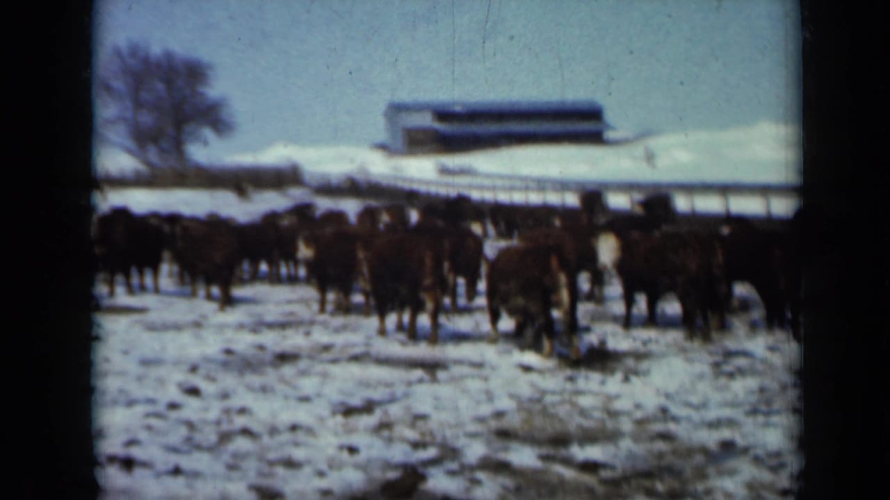 1958 Minnesota farm scene with cattle spread across snow, a barn, fencing, and a bare winter tree in the background.