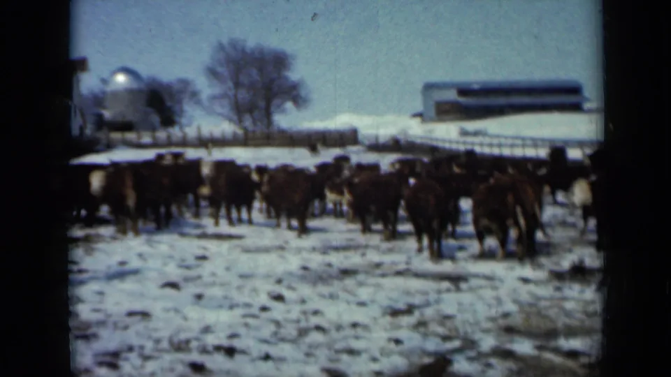 1958 Minnesota 8mm frame of cattle on snow-covered pasture, with a silo, barn, fencing, and winter trees visible behind.