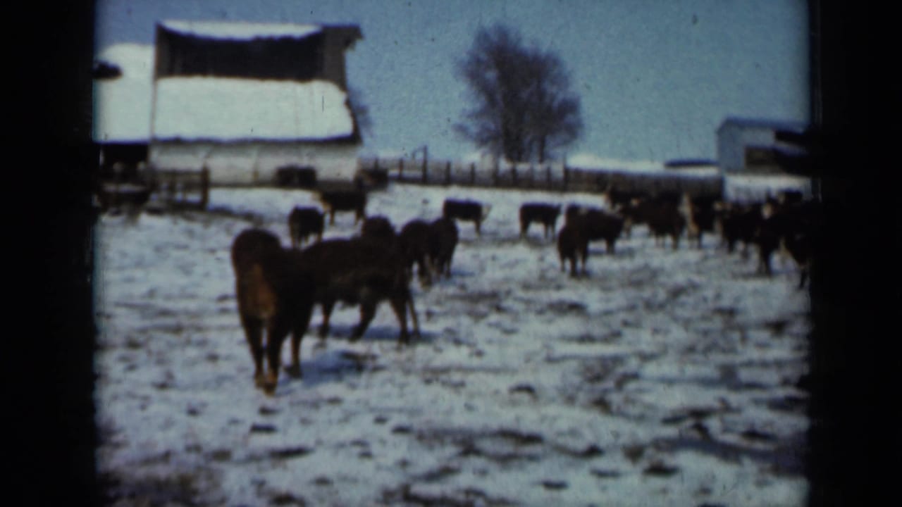 Cattle move through a snowy Minnesota pasture in 1958, with a barn, fence line, and leafless tree visible behind the herd.